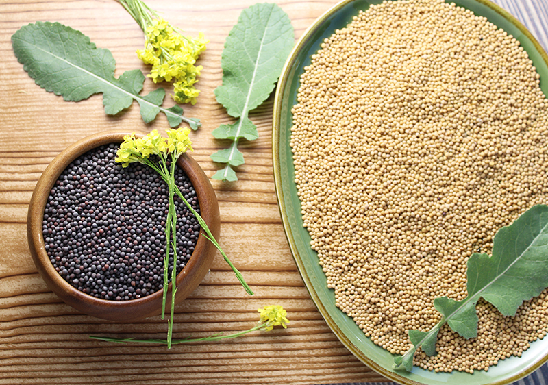mustard-seed-types mustard-seed-types