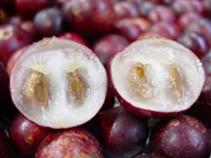 myrciaria-dubia-berry myrciaria-dubia-berry