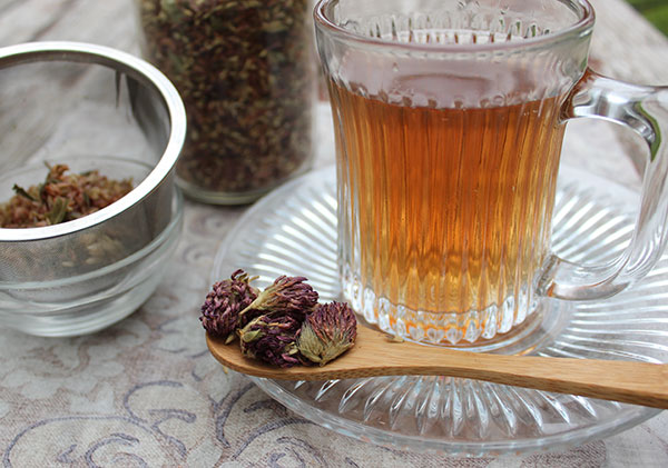 nutritive-herbal-tea-red-clover-blossoms nutritive-herbal-tea-red-clover-blossoms