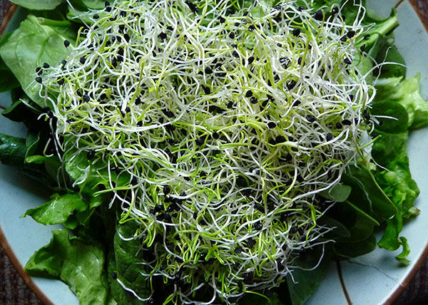 onion-sprouts-on-spinach onion-sprouts-on-spinach
