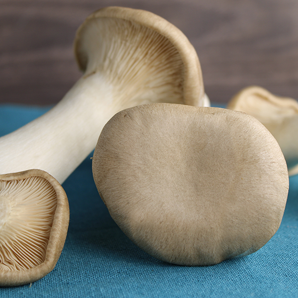 oyster-mushroom