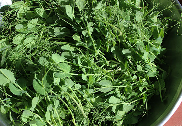 pea-shoots-coumestrol-and-lignans pea-shoots-coumestrol-and-lignans