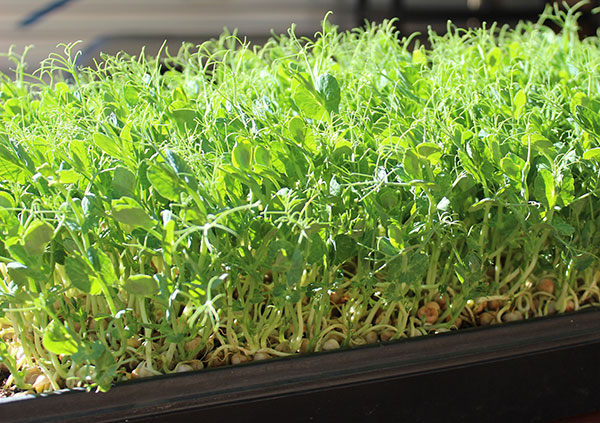 pea-shoots-greening pea-shoots-greening