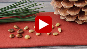 pine-nuts-vid