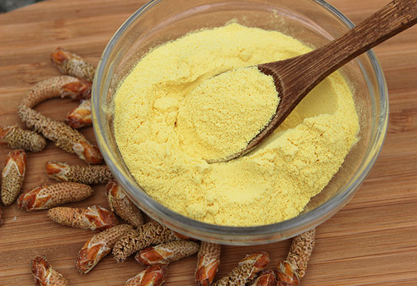 Homegrown Superfood – Wildcrafted Pine Pollen