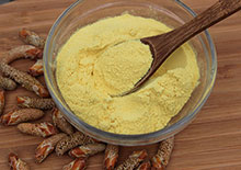 pine-pollen-related-pages