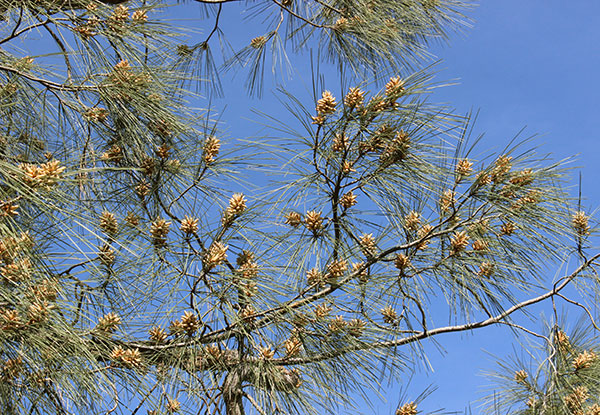 pine-tree-male-catkin-cones