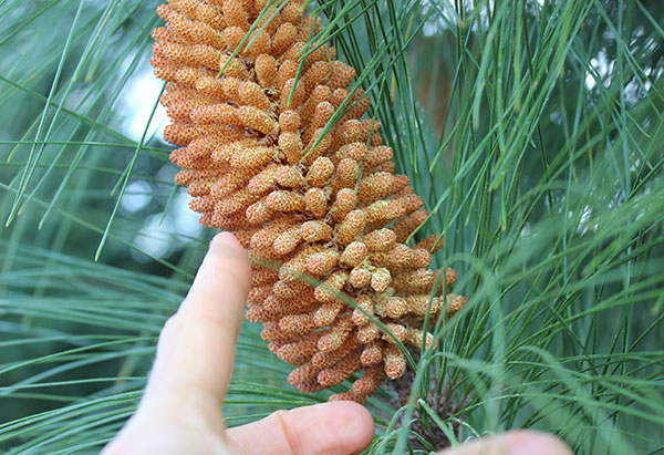 What to Know About Pine Pollen: Benefits, Uses & Side Effects