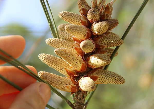 Pine Pollen Benefits,The Superfood from the Pine Tree