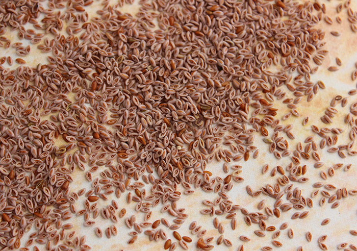 psyllium-seeds-without-husks psyllium-seeds-without-husks