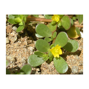 purslane-organic