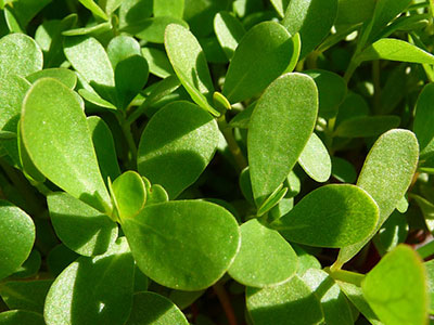 purslane-plant-wild-edible-greens purslane-plant-wild-edible-greens