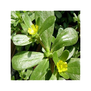 purslane-seeds-outside-amazon