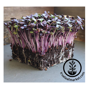 radish-seeds-purple-true-leaf