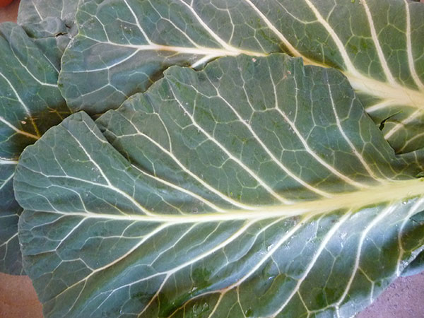 raw-vegan-diet-green-leafy-vegetables raw-vegan-diet-green-leafy-vegetables