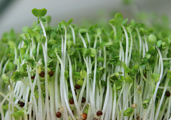 raw-vegan-diet-sprouts