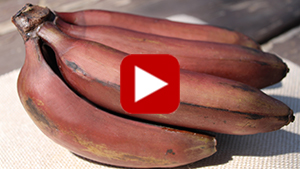 red-banana-nutrition-vid