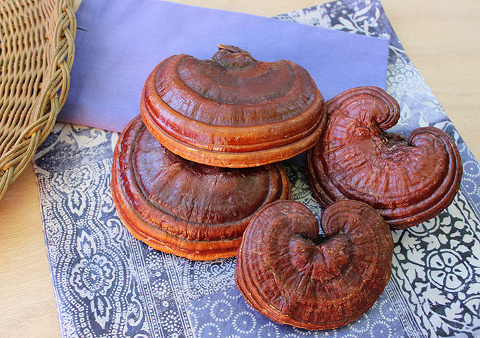 reishi-medicinal-mushrooms reishi-medicinal-mushrooms