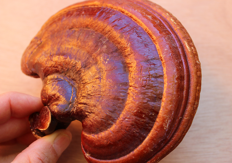 reishi-mushroom-benefits-top-superfood reishi-mushroom-benefits-top-superfood