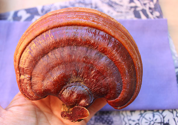 reishi-mushroom-ganoderma-lucidum reishi-mushroom-ganoderma-lucidum