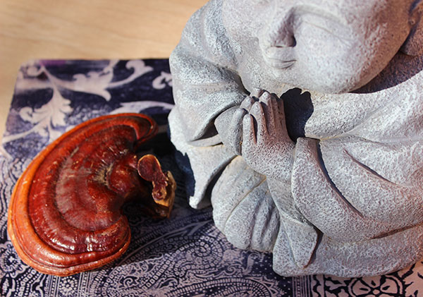 reishi-shen-tonic reishi-shen-tonic