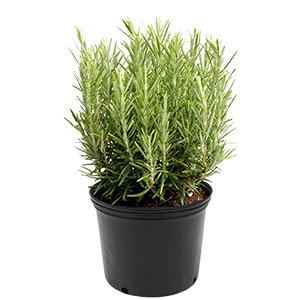 rosemary-plant-starts-amplex