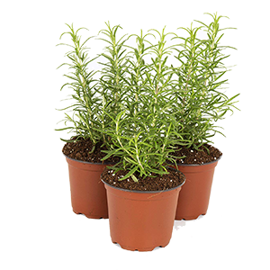 rosemary-plant-starts-three