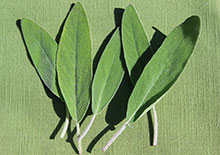 sage-leaf-benefits-related-pages