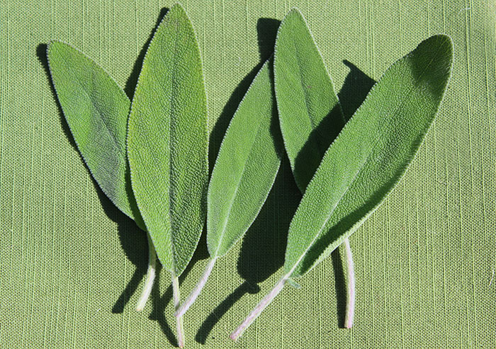 Sage Leaf Benefits Herbal Uses For Cognitive Functions And Menopause