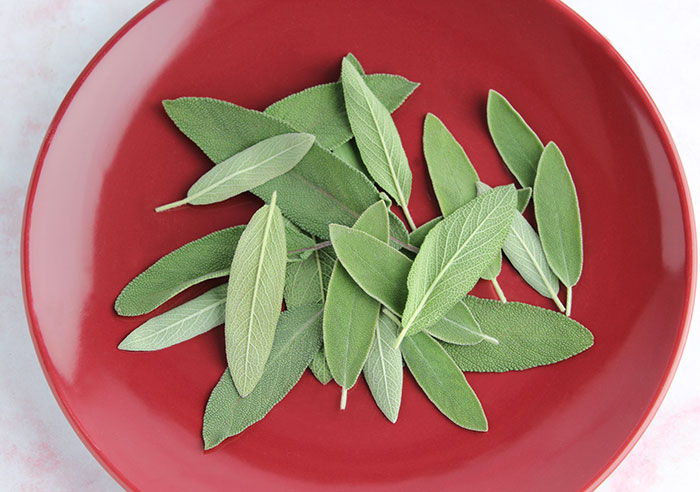 Sage Leaves In Malay : Variegated Sage Information and Facts / Sage