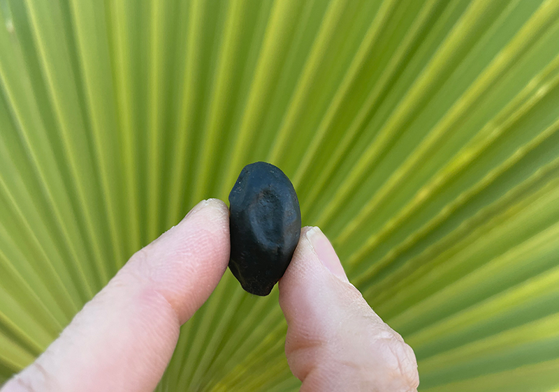 saw-palmetto-berry