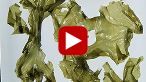sea-lettuce-thumbnail-vid