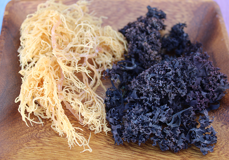 sea-moss-benefits