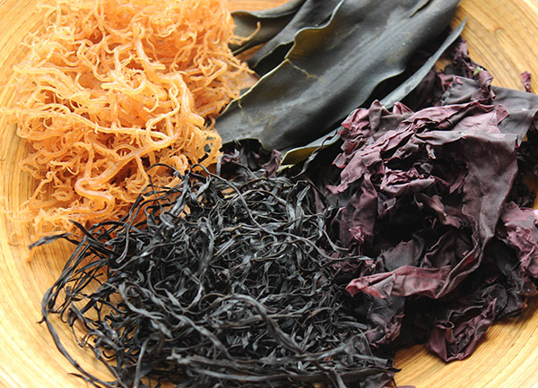 China Wakame Seaweed Supplier - Ocean Treasure - Seafood Exporter