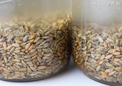 soaking-rye-grain soaking-rye-grain