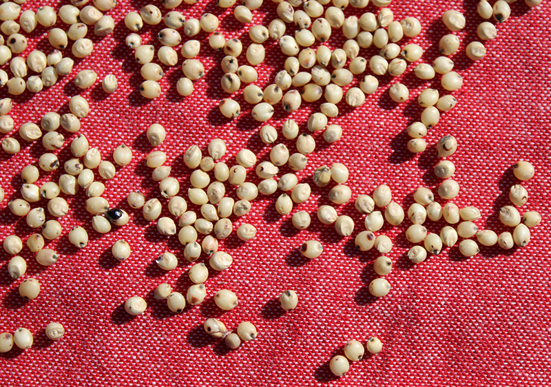 sorghum-benefits sorghum-benefits