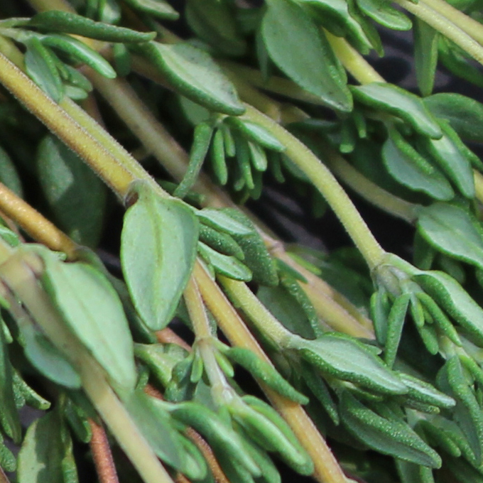 spices-and-herbs-thyme