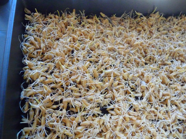 sprouted-wheat-berries-for-growing-wheatgrass sprouted-wheat-berries-for-growing-wheatgrass