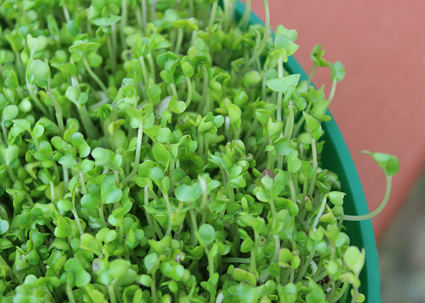 SPROUTING BROCCOLI  Significado, definição em Dicionário