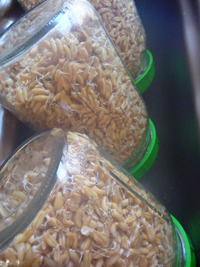 sprouting-grain-for-bread-recipe