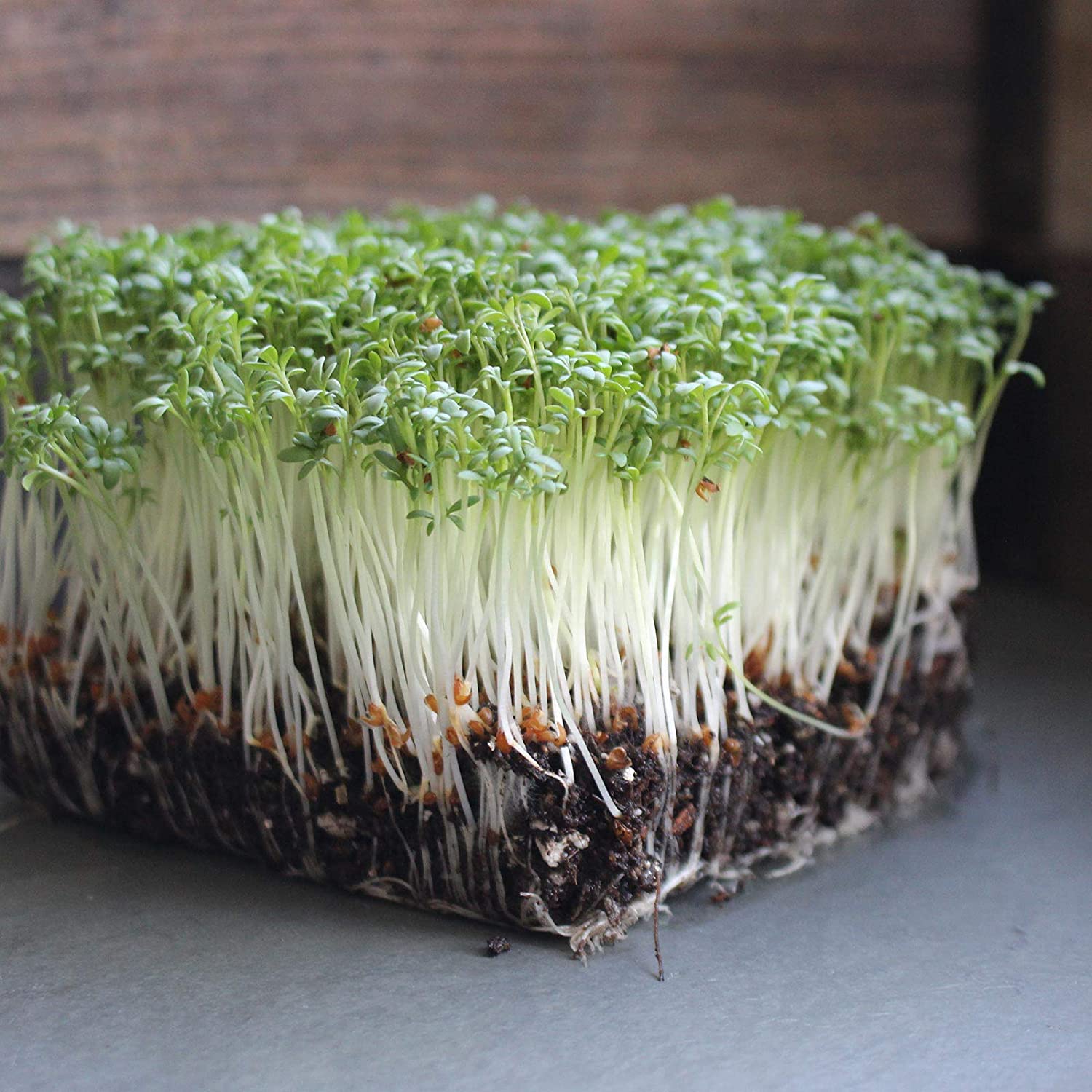 sprouting-seeds-cress-curled