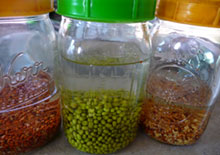 sprouting-seeds-related-page