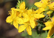 st-johns-wort-related-pages