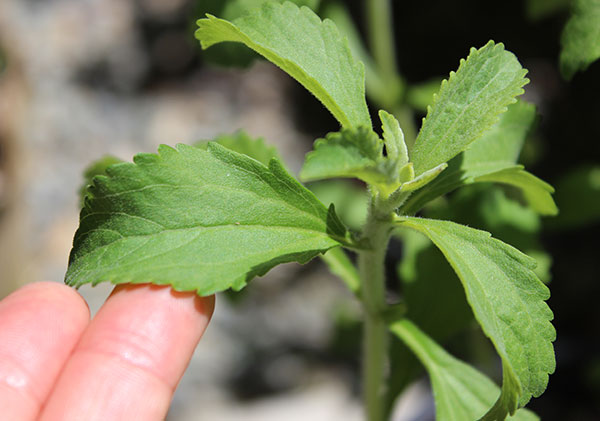 stevia-extract-recipe-homegrown-stevia