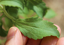 stevia-related-page