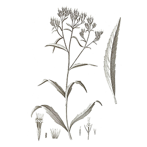 stevia-seeds-organic
