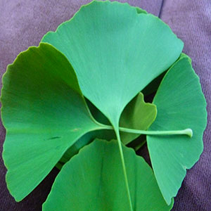 stimulant-herbs-ginkgo-bilboba stimulant-herbs-ginkgo-bilboba