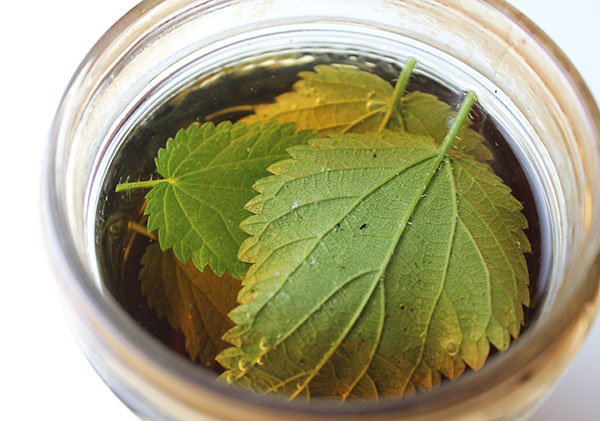 stinging-nettle-benefits-tea stinging-nettle-benefits-tea