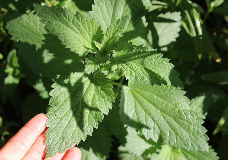stinging-nettle-plant stinging-nettle-plant