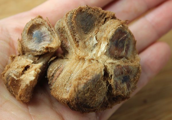 sugar-substitutes-monk-fruit-sweetener sugar-substitutes-monk-fruit-sweetener